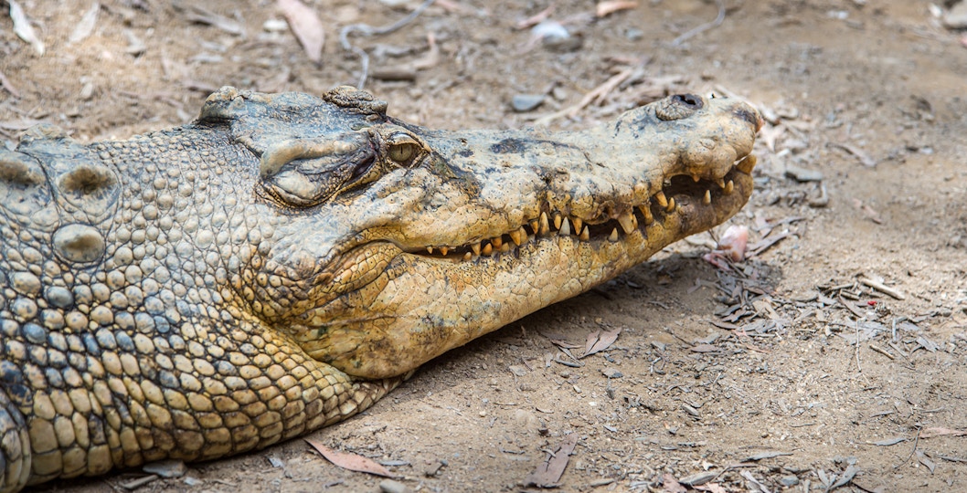 Crocodile Adventures