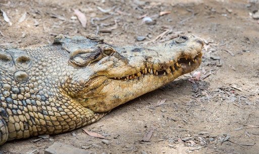 Hartley's Crocodile Adventures