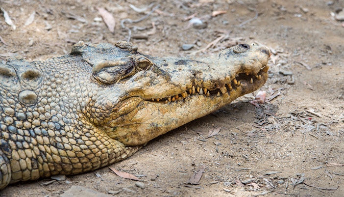 malaga crocodile park tickets