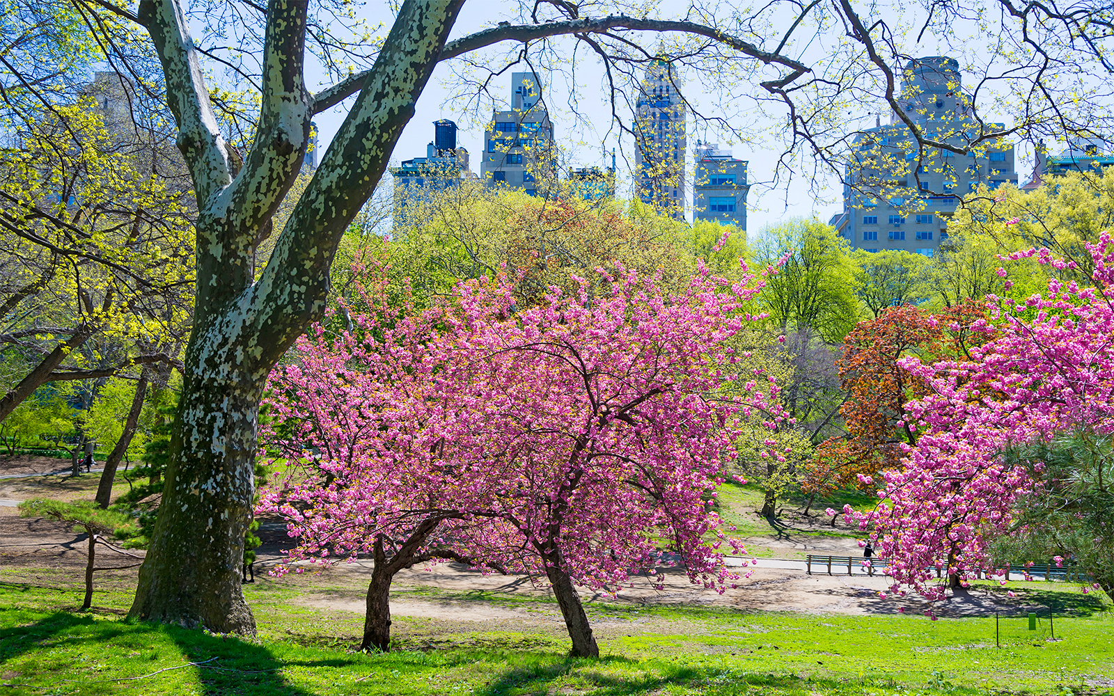 Cherry blossoms in full bloom along a pathway in Central Park, New York, USA.