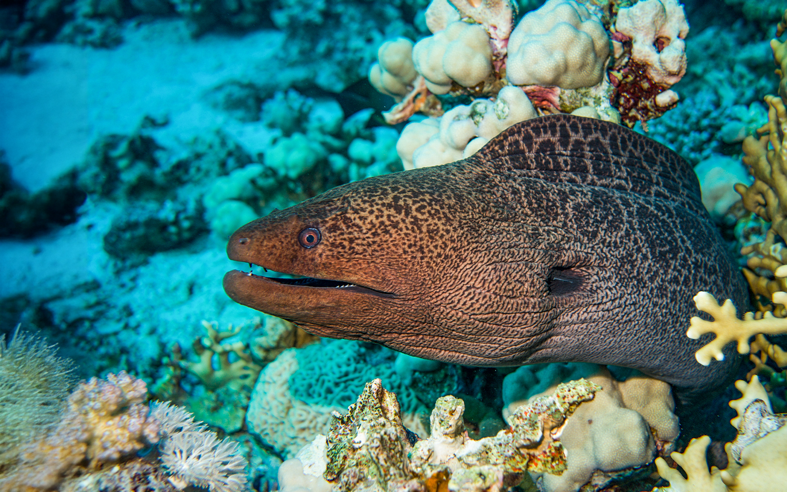 Giant moray eel nestled in coral reef