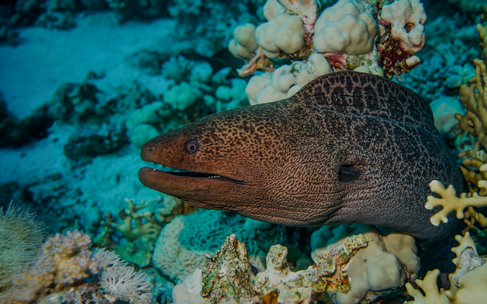 Giant moray eel nestled in coral reef