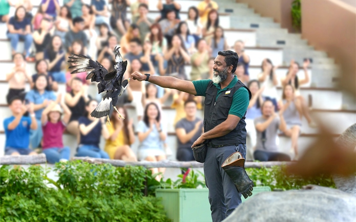 Trainer presenting eagle to audience at Bird Paradise show.