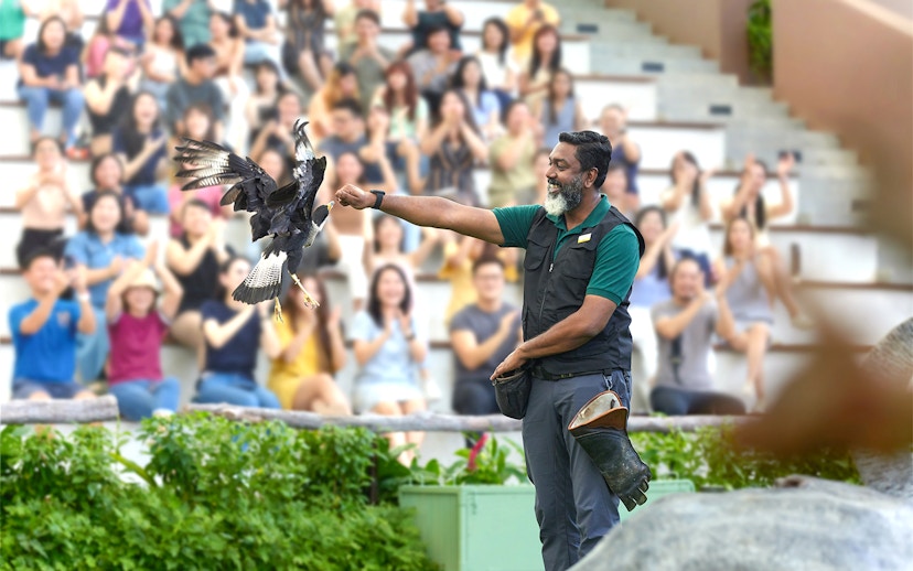 Trainer presenting eagle to audience at Bird Paradise show.