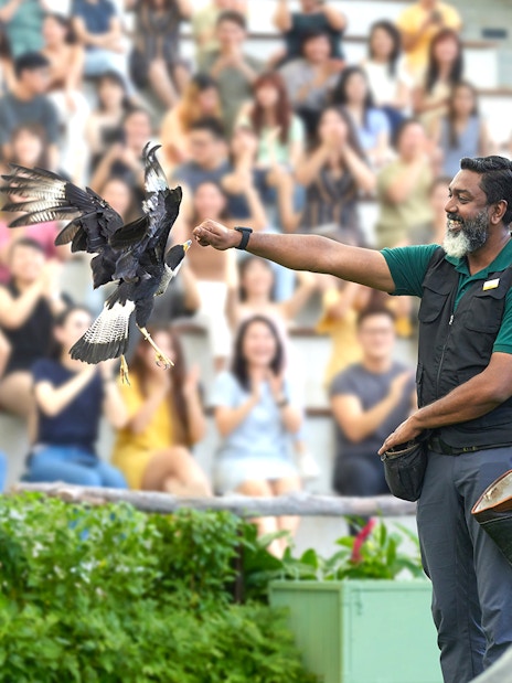 Trainer presenting eagle to audience at Bird Paradise show.
