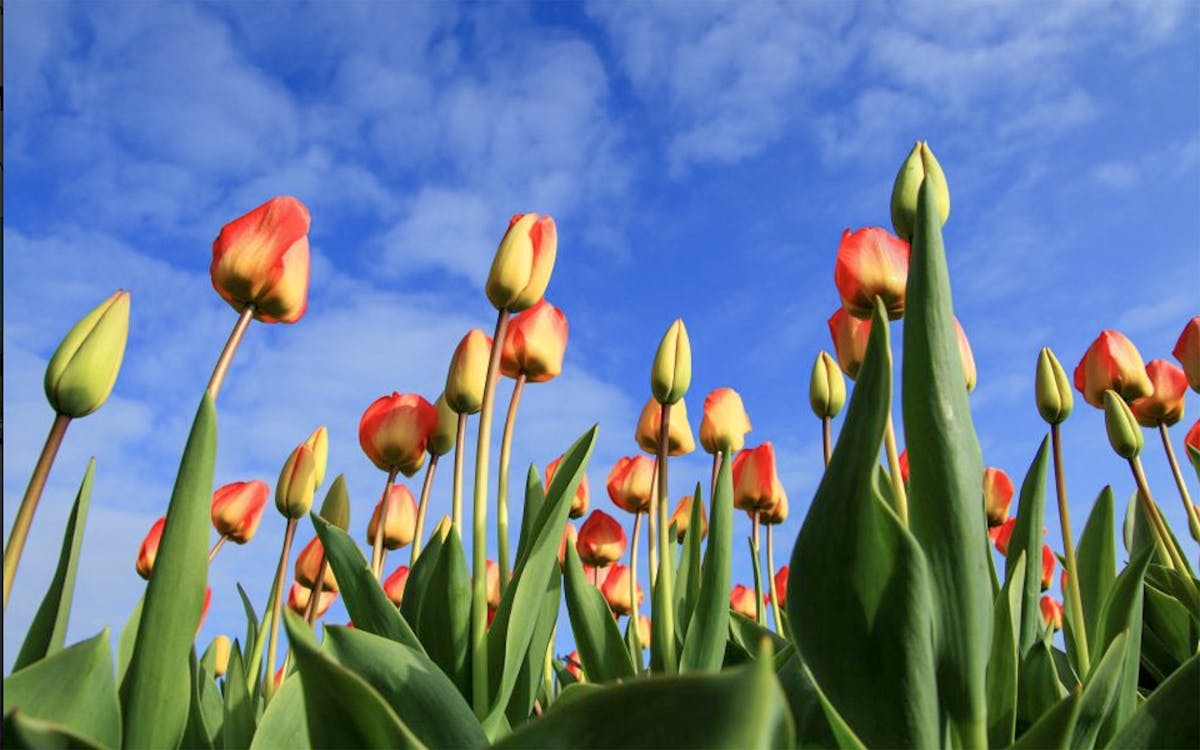 skip-the-line ticket to keukenhof with transfers from amsterdam & optional cruise-2 skip-the-line ticket to keukenhof with transfers from amsterdam & optional cruise-2