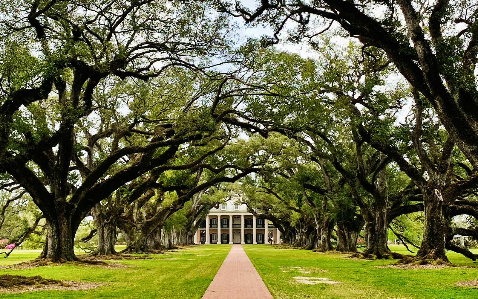 Alley of ancient oak trees leading to a grand mansion in Vacherie, Louisiana.