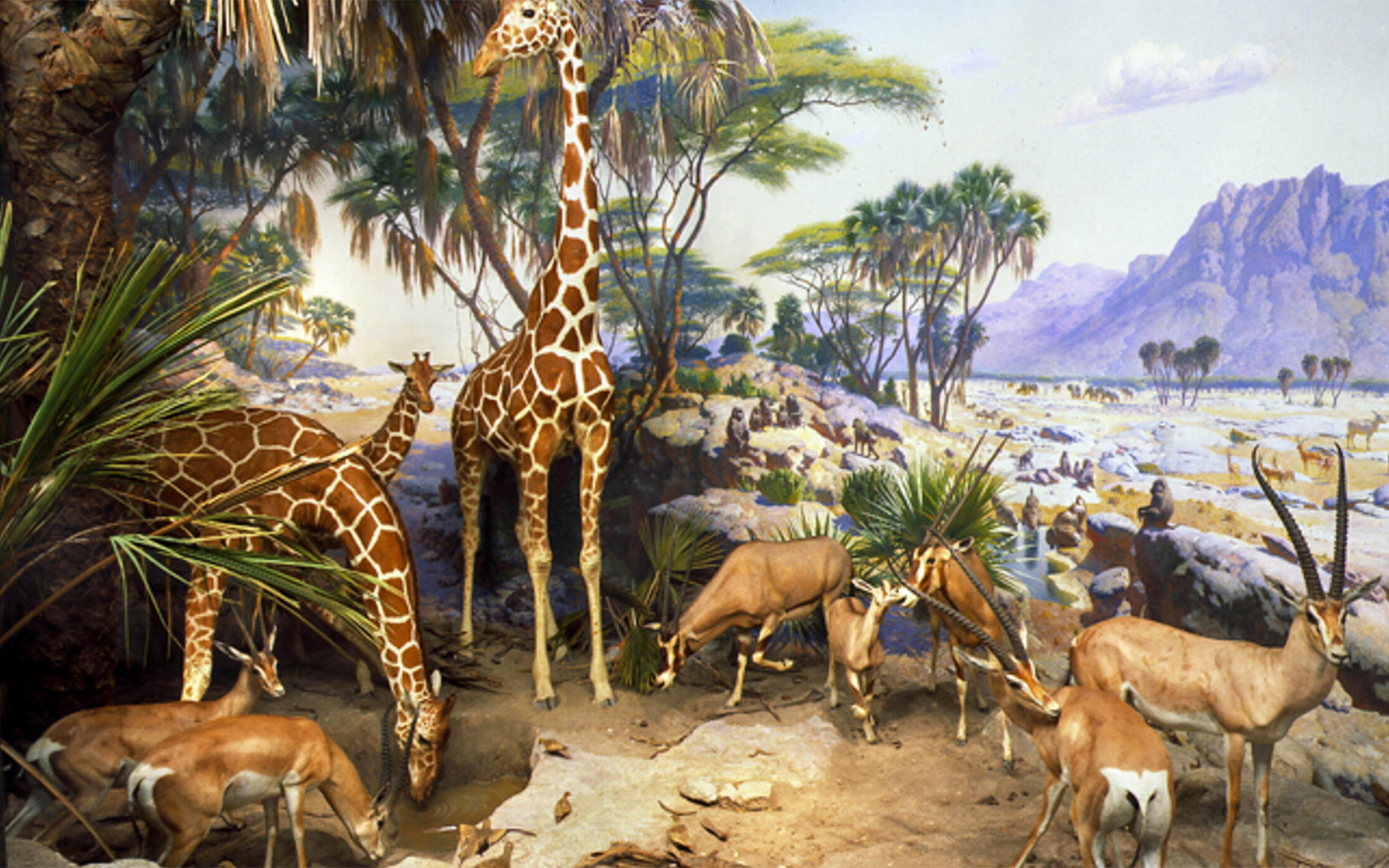 Water Hole exhibit in Akeley Hall, American Museum of Natural History, featuring African mammals.