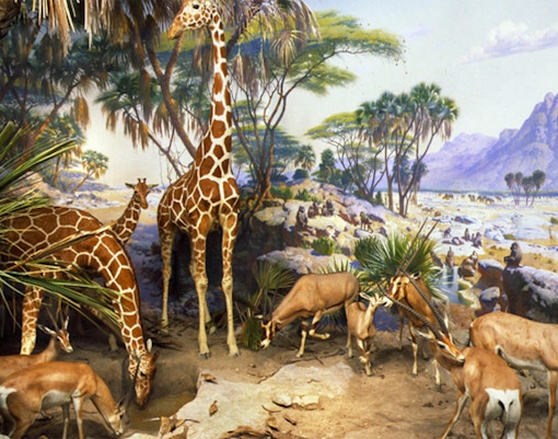 Water Hole exhibit in Akeley Hall, American Museum of Natural History, featuring African mammals.