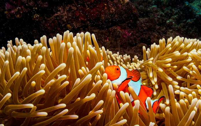 Clownfish swimming among sea anemones during a snorkelling tour.