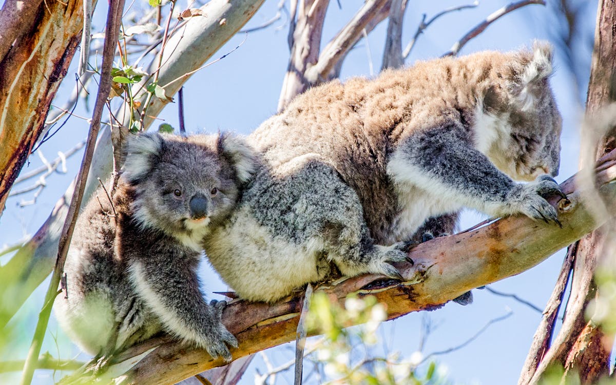 1-day guided reverse eco tour of great ocean road from melbourne-6 1-day guided reverse eco tour of great ocean road from melbourne-6