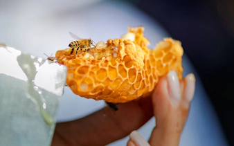 Bee on honeycomb during Beekeeping Experience at Terra, Expo City Dubai.