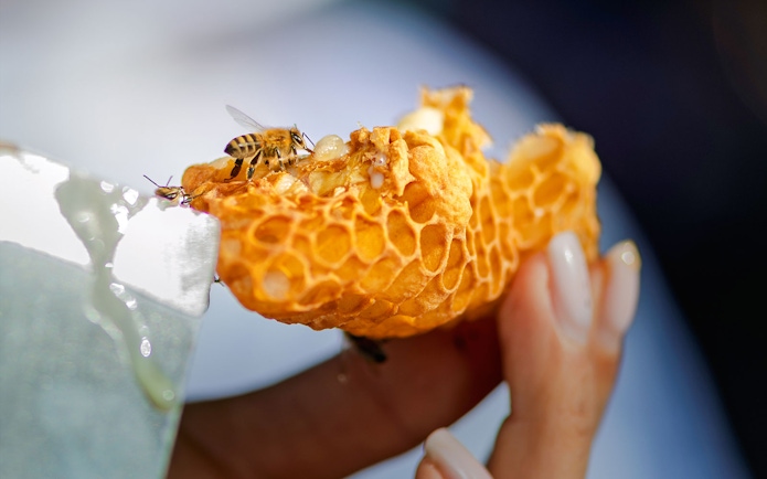 Bee on honeycomb during Beekeeping Experience at Terra, Expo City Dubai.