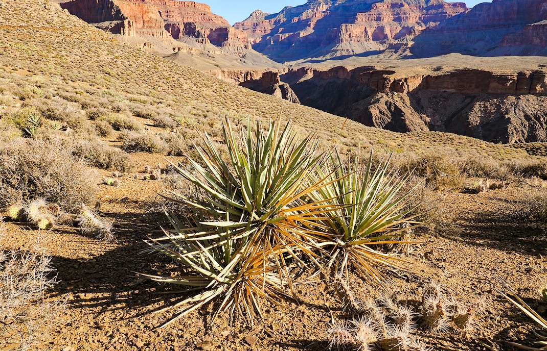 Century plant with Grand Canyon backdrop, showcasing Arizona's natural beauty.
