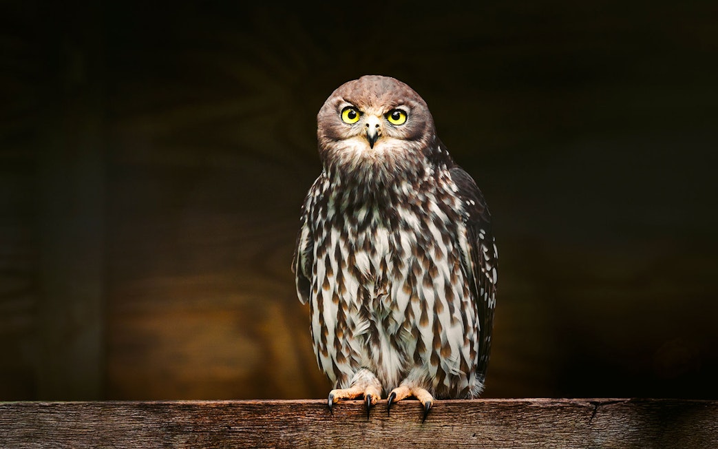 Owl perched at Capes Raptor Centre.