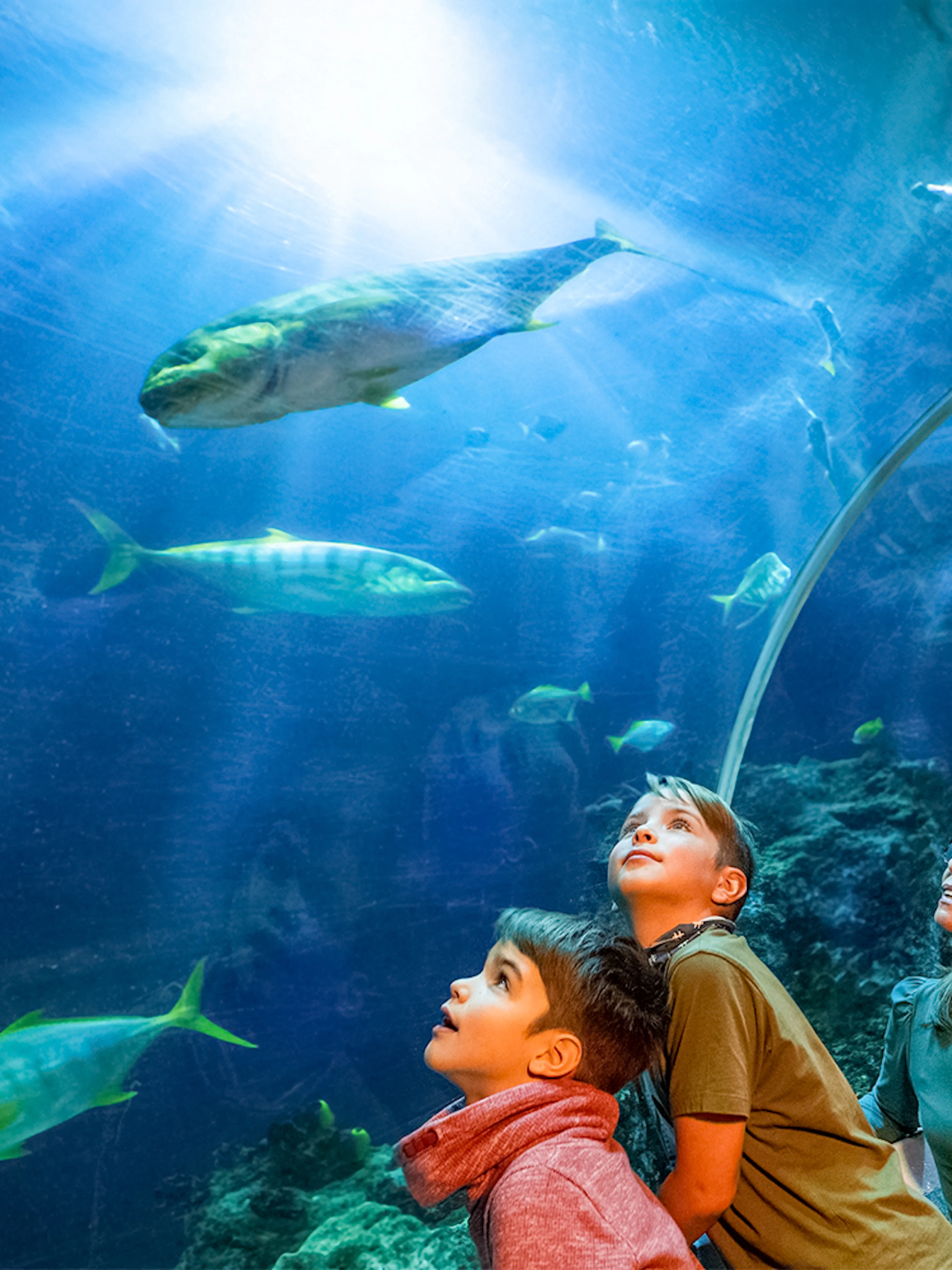 Family observing fish in underwater tunnel at Sea Life Speyer.