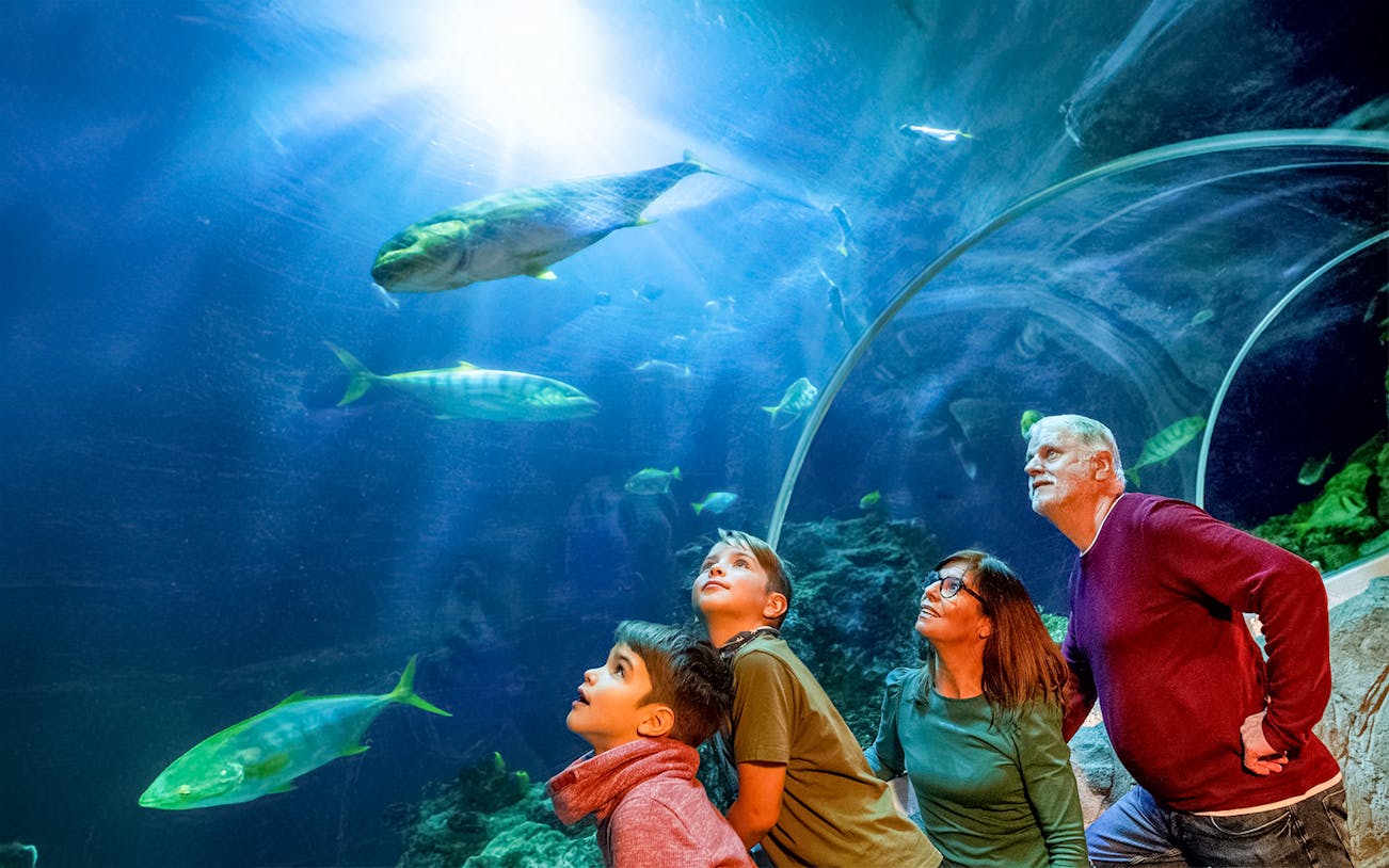 Family observing marine life through glass tunnel at Sea Life Speyer, Germany.