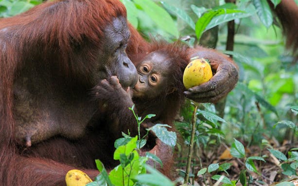 Orangutan mother and baby with fruit at Bukit Merah Orang Utan Island Foundation.