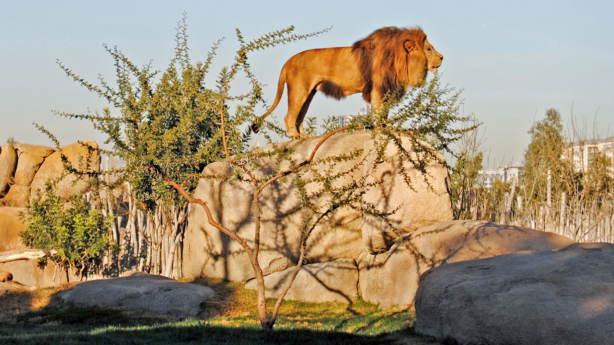 Lion standing on rocks at Bioparc Valencia.