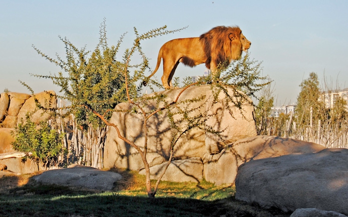 Lion standing on rocks at Bioparc Valencia.