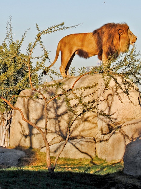 Lion standing on rocks at Bioparc Valencia.