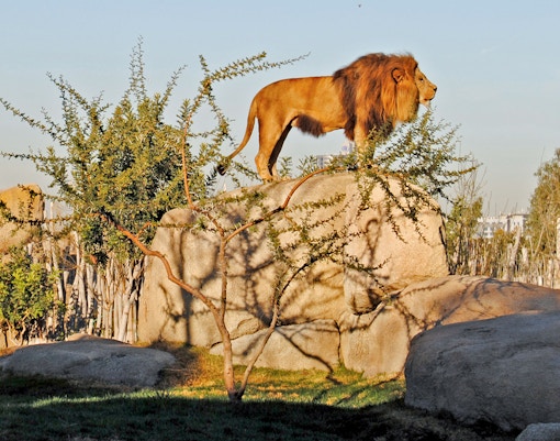 Lion standing on rocks at Bioparc Valencia.