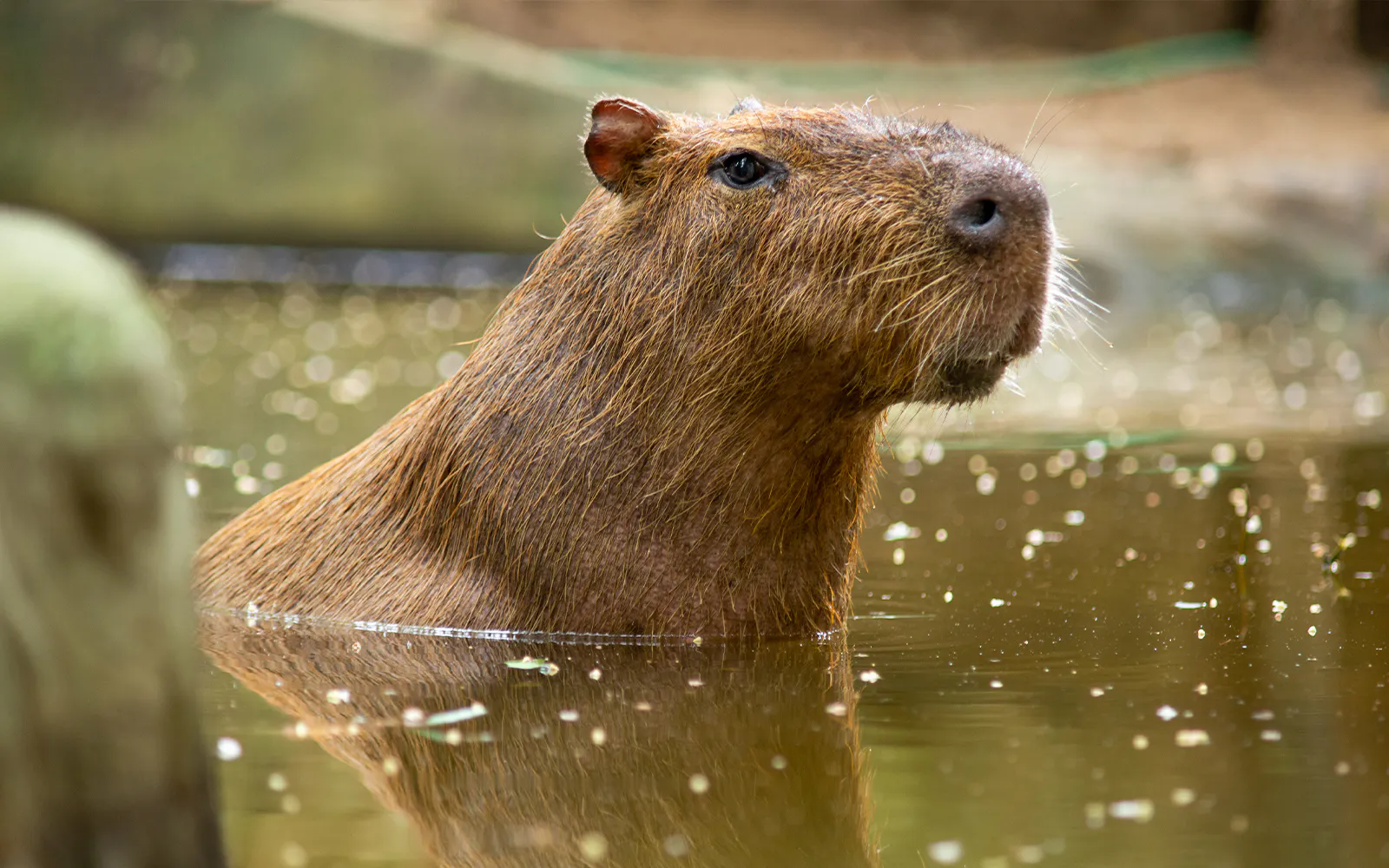 Capybara swimming in a pond at Sriayuthaya Lion Park.
