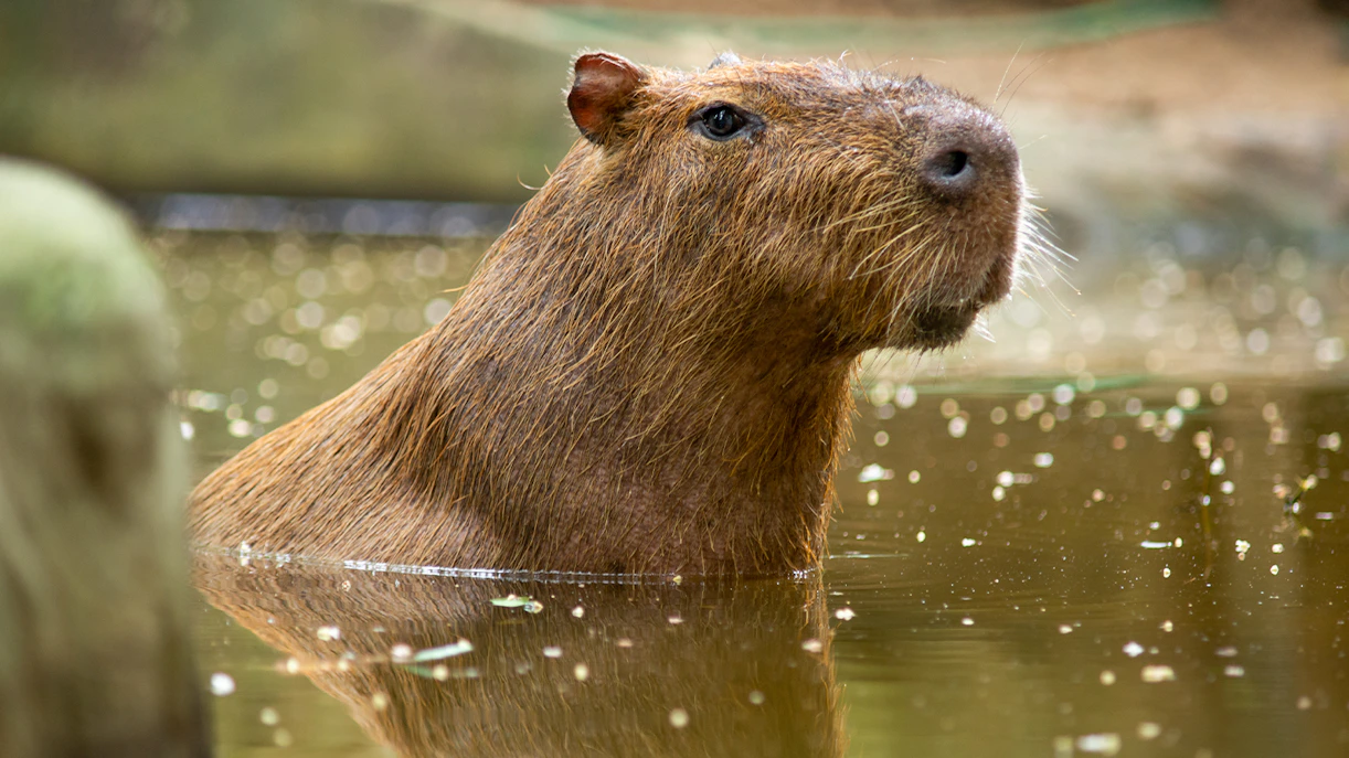 Capybara swimming in a pond at Sriayuthaya Lion Park.
