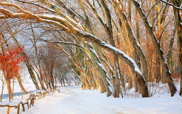 Snow-covered path lined with trees at Nami Island, Seoul.