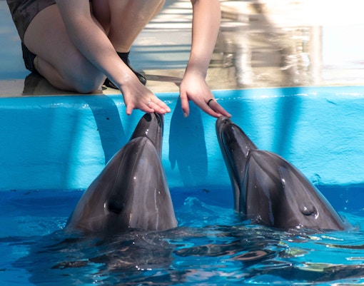 Face-to-face with Dolphins