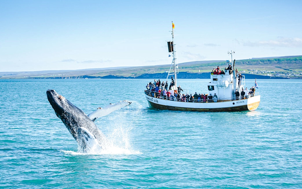 Humpback whale breaching near a tour boat during a whale watching cruise in Iceland.