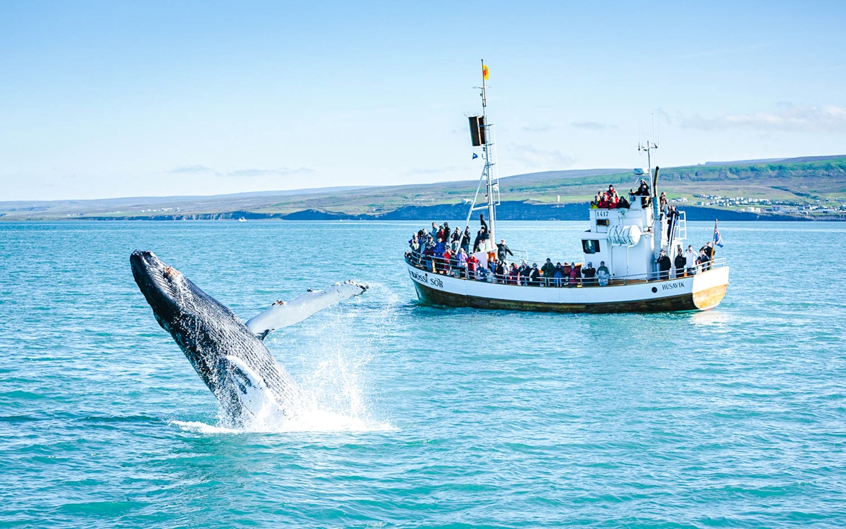 Humpback whale breaching near a tour boat during a whale watching cruise in Iceland.
