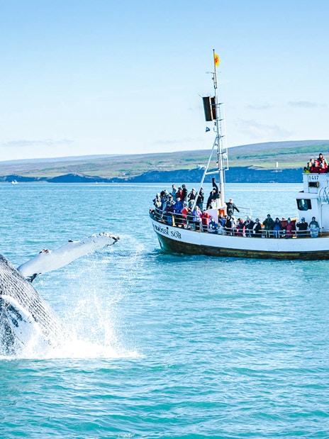 Humpback whale breaching near a tour boat during a whale watching cruise in Iceland.
