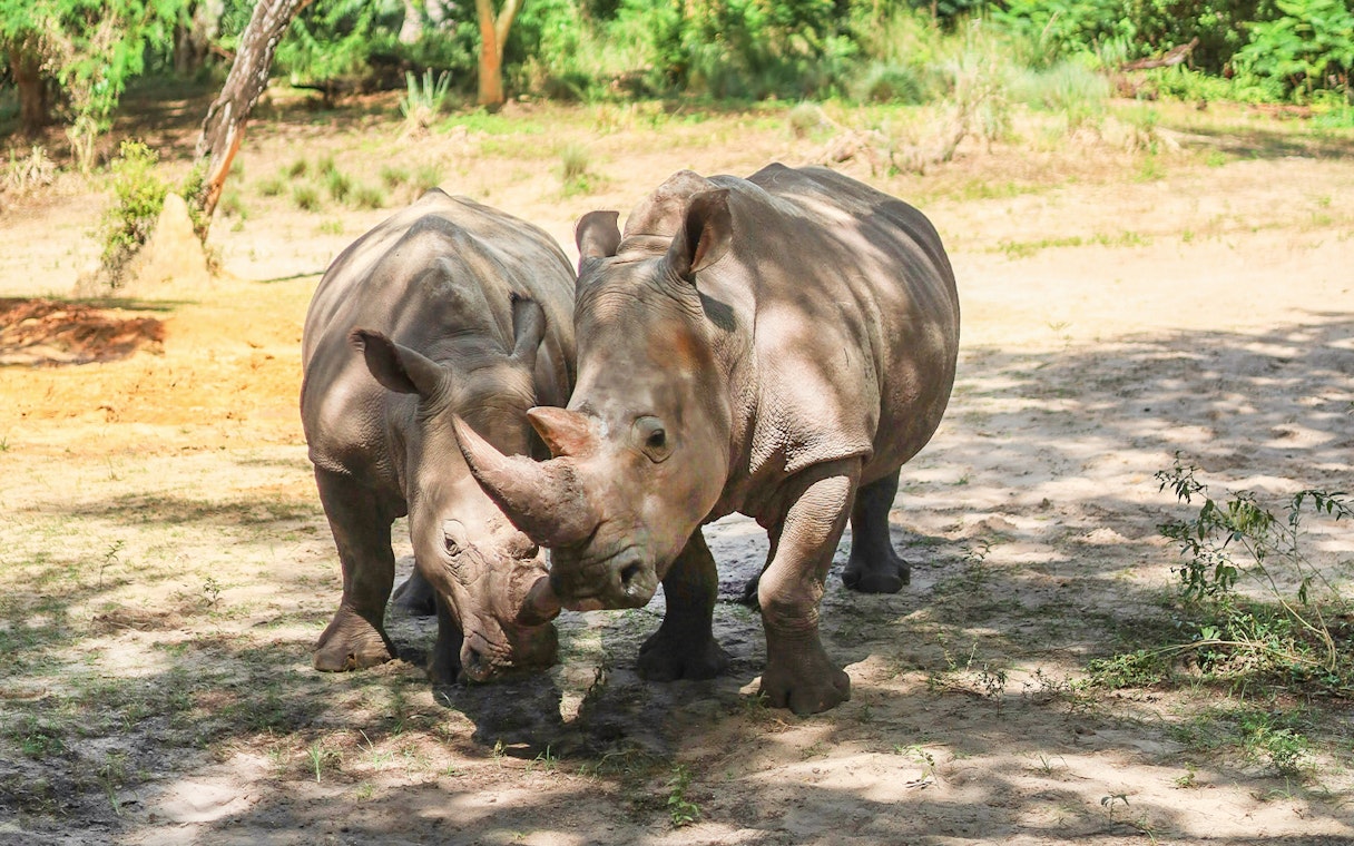 Two rhinos grazing at Disney's Animal Kingdom, Walt Disney World Orlando.
