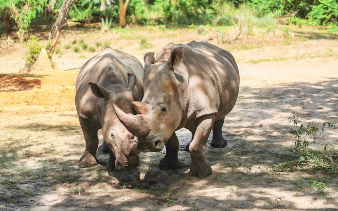 Two rhinos grazing at Disney's Animal Kingdom, Walt Disney World Orlando.