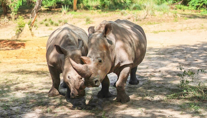 Two rhinos grazing at Disney's Animal Kingdom, Walt Disney World Orlando.