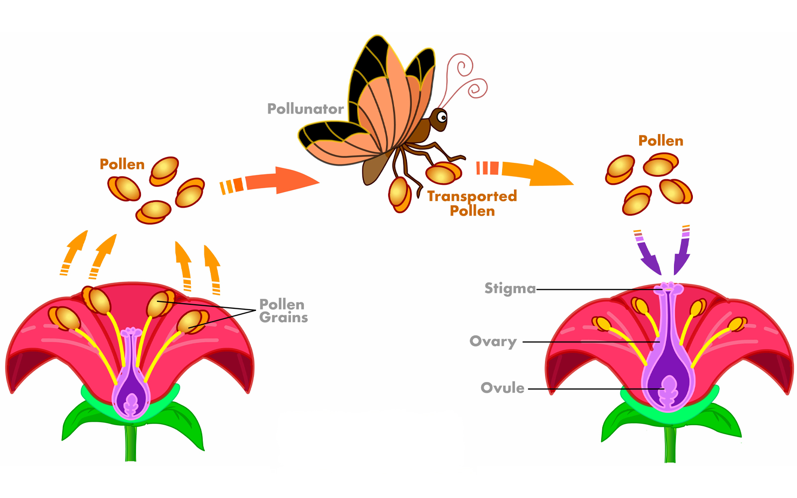 Pollination cycle exhibit