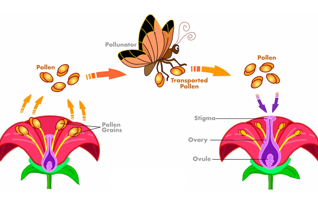 Pollination cycle exhibit