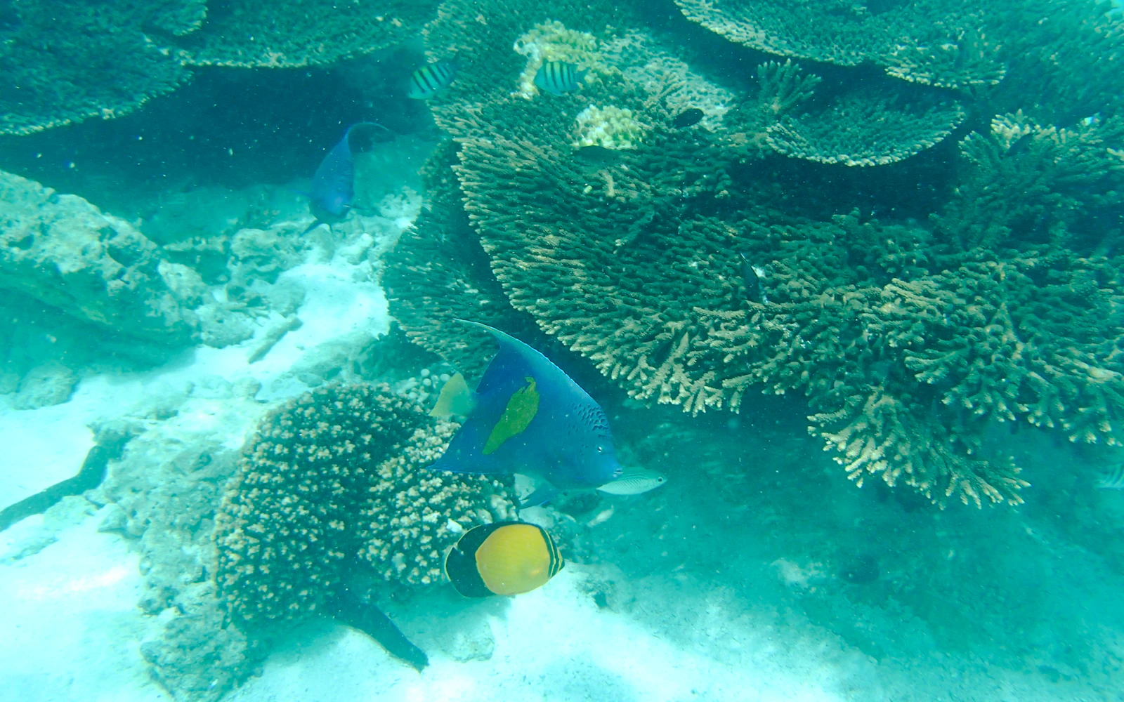 From Muscat: Daymaniyat Islands Snorkeling Tour Image 2