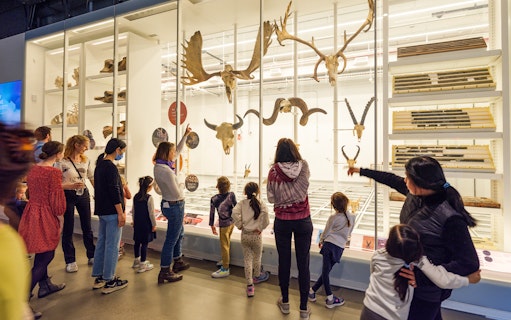 Visitors observing animal skulls at the American Museum of Natural History, New York.