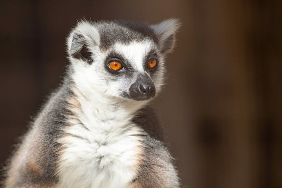 tickets to featherdale wildlife park-10