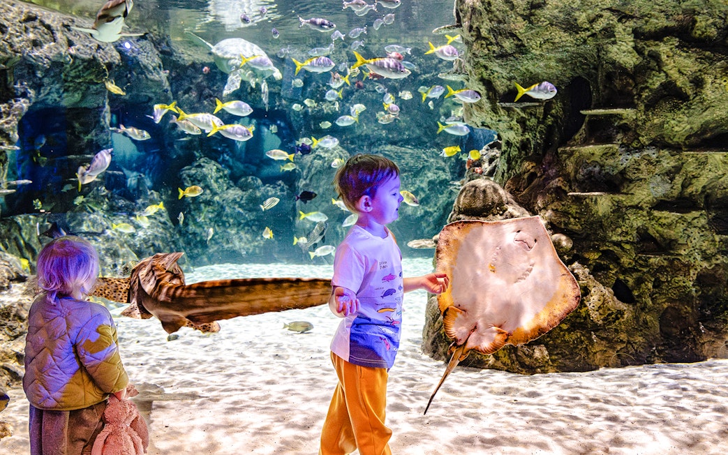 Children observing marine life at SEA Life Brighton aquarium.