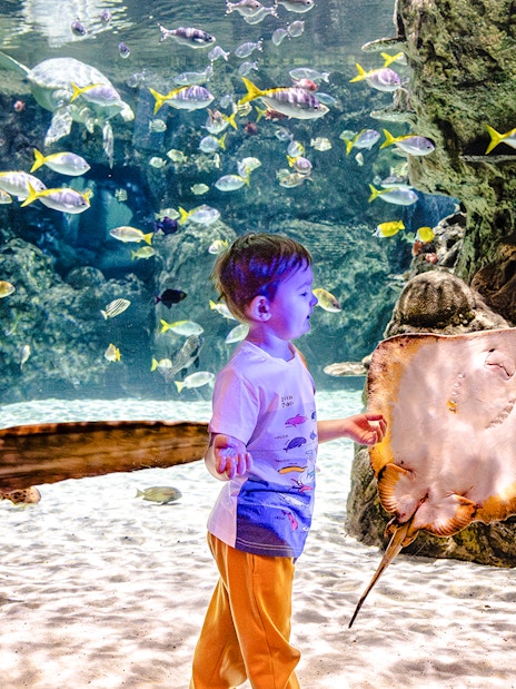 Children observing marine life at SEA Life Brighton aquarium.