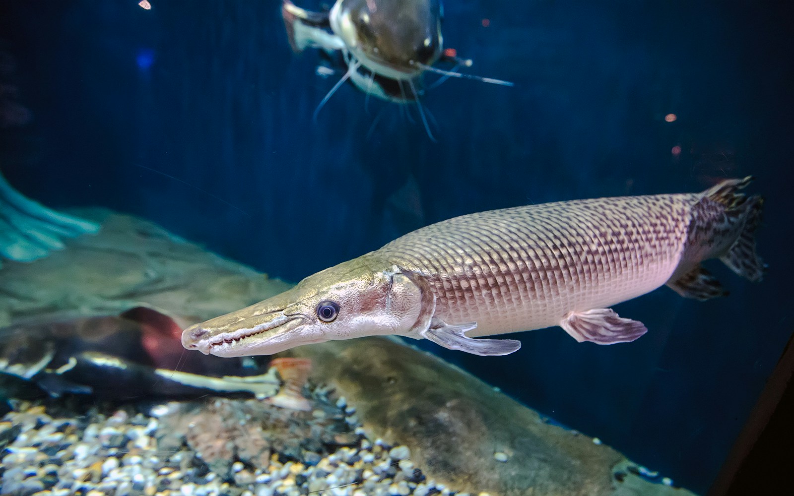 Alligator Gar