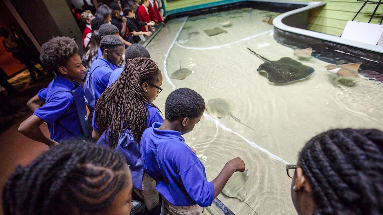 Children interacting with stingrays at Georgia Aquarium touch pool.