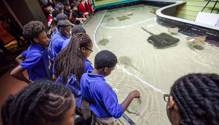 Visitors observing marine life at Georgia Aquarium.