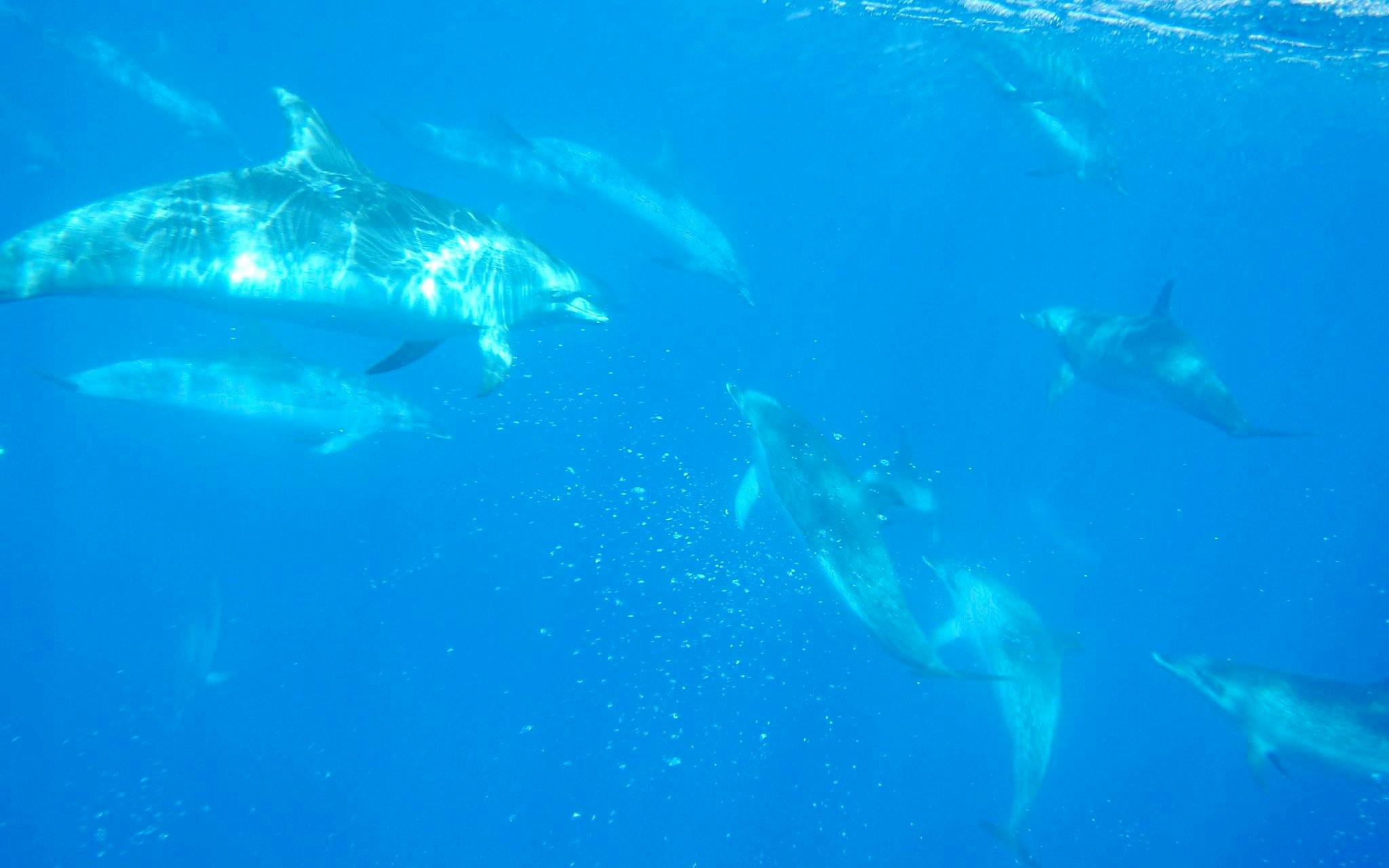 terceira: schwimmen mit den delfinen-4