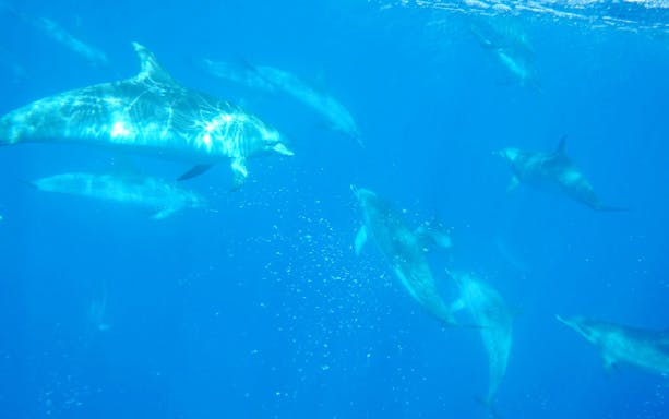 terceira: schwimmen mit den delfinen-4