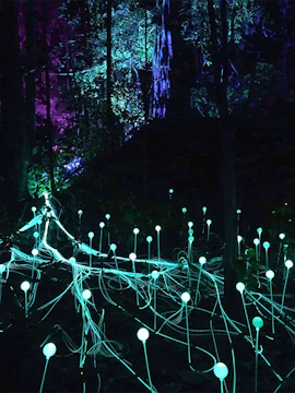 Glowing lights in Dream Forest Langkawi at night.