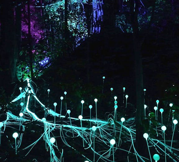 Glowing lights in Dream Forest Langkawi at night.